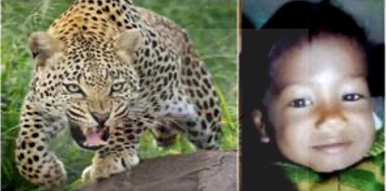 आँगन में खेल रहे 4 साल के मासूम बच्चे को बाँघ ने दबोचा,  जंगल में मिली अधखायी लाश..
