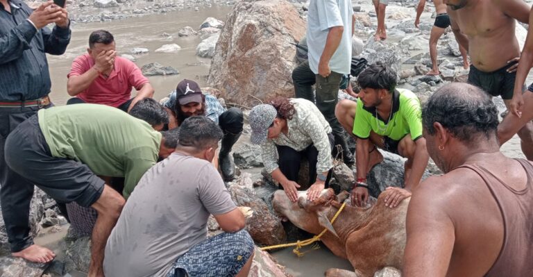 सतौन में गिरि नदी से दो दिन बाद गाय का सफल रेस्क्यू