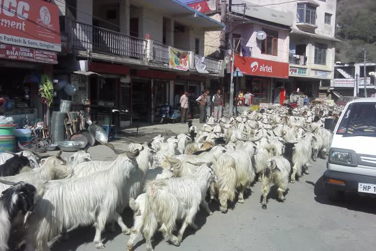 गिरीपार का माघी त्योहार: एक ही दिन में दी जाएगी करोड़ो रुपए के हज़ारो बकरो की बलि
